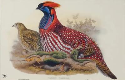 John Gould Henry Constantine Richter Birds of Asia Temmincks Tragopan Print