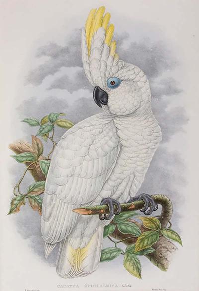 John Gould One Cockatoo Cacatua Opthalmica Blue eyed Cockatoo by John Gould