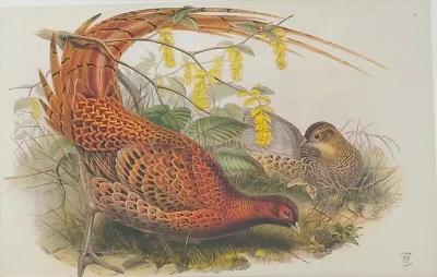 John Gould Pheasants Phasianus Soemmeringii Large Lithograph Framed