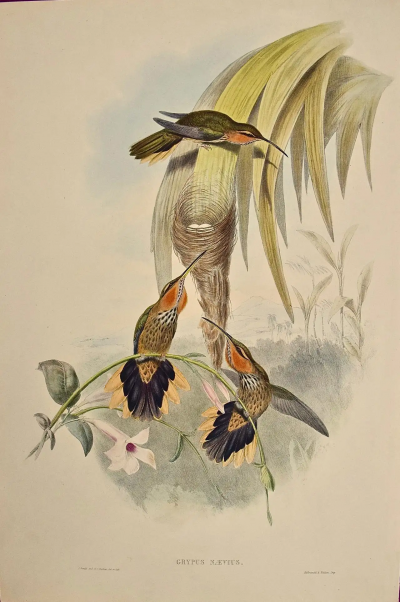 John Gould Saw bill Hummingbirds Nest Eggs 19th C Gould Hand colored Grypus Naevius 