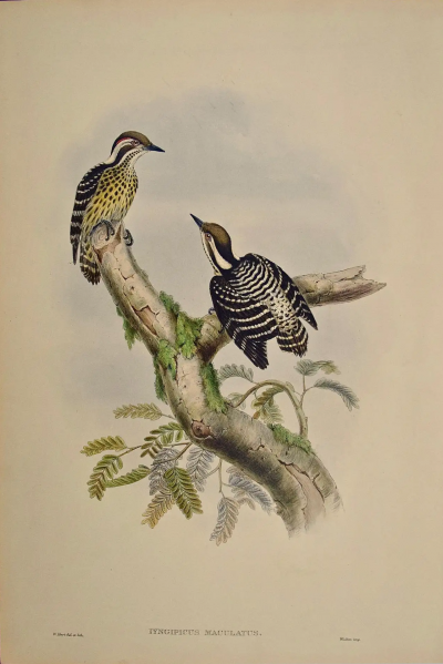 John Gould Sonnerats Pygmy Woodpeckers A 19th C Gould Hand colored Lithograph