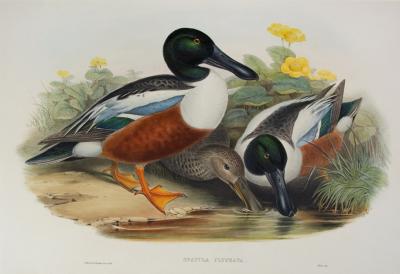 John Gould Spatula Clypeata Shoveller Duck 