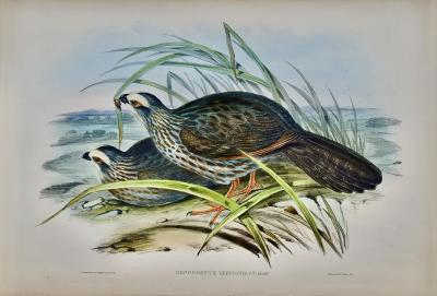 John Gould White Eye browed Partridges Hand colored Folio sized Bird Lithograph by Gould