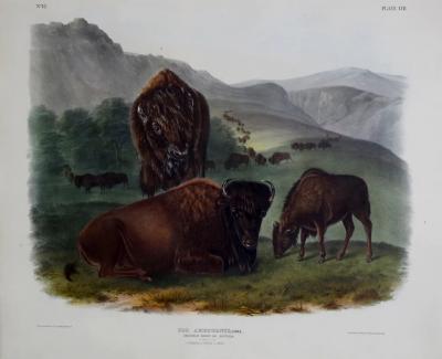 John James Audubon AMERICAN BISON OR BUFFALO PL LVII