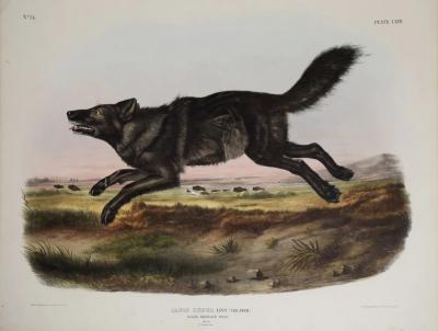John James Audubon BLACK AMERICAN WOLF PL LXVII