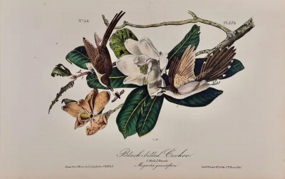 John James Audubon Black billed Cuckoo An Original 1st Ed Audubon Hand colored Bird Lithograph