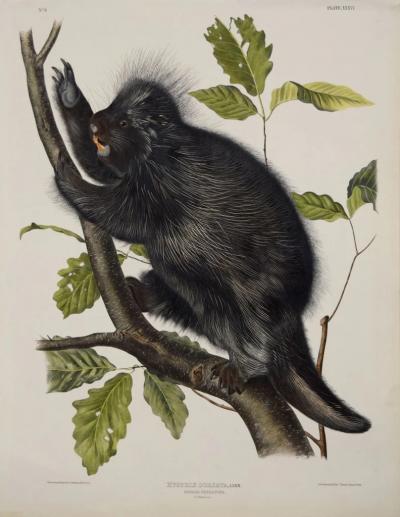 John James Audubon CANADA PORCUPINE PL XXXVI