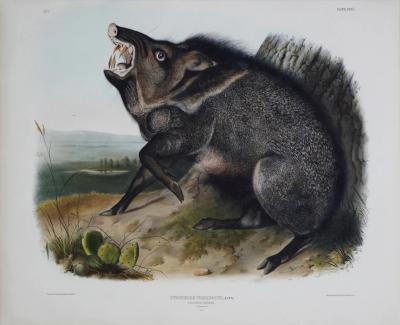 John James Audubon COLLARED PECCARY PL XXXI