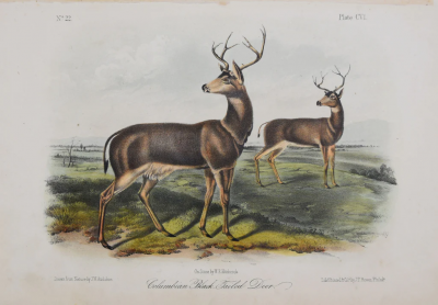 John James Audubon COLUMBIAN BLACK TAILED DEER PL CVI