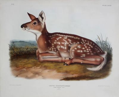 John James Audubon COMMON AMERICAN DEER PL LXXXI