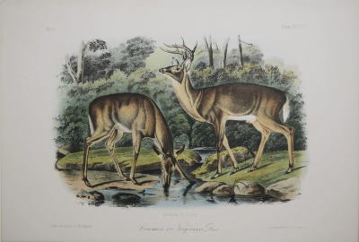 John James Audubon COMMON OR VIRGINIAN DEER PL CXXXVI