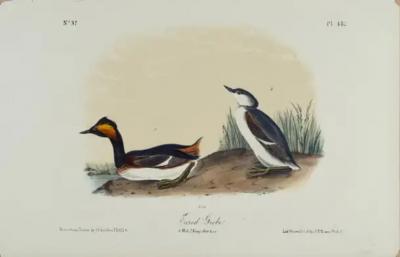 John James Audubon Eared Grebe An Original 19th C Audubon Hand colored Bird Lithograph