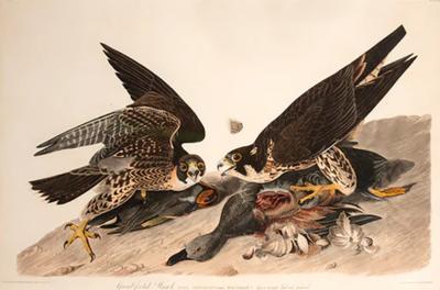John James Audubon Great Footed Hawk by John James AUDUBON