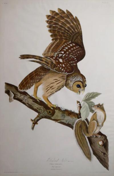 John James Audubon JOHN JAMES AUDUBON 1785 1851 BARRED OWL PL XLVI