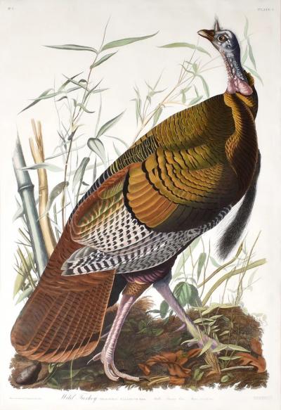 John James Audubon JOHN JAMES AUDUBON 1785 1851 PLATE 1 WILD TURKEY