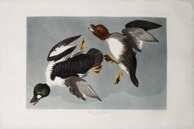 John James Audubon JOHN JAMES AUDUBON 1785 1851 PLATE CCCXLII GOLDEN EYE DUCK