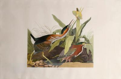 John James Audubon JOHN JAMES AUDUBON 1785 1851 PLATE CCCXXXIII GREEN HERON