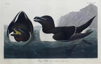 John James Audubon JOHN JAMES AUDUBON 1785 1851 PLATE CCXIV RAZOR BILL