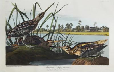 John James Audubon JOHN JAMES AUDUBON 1785 1851 PLATE CCXLIII AMERICAN SNIPE