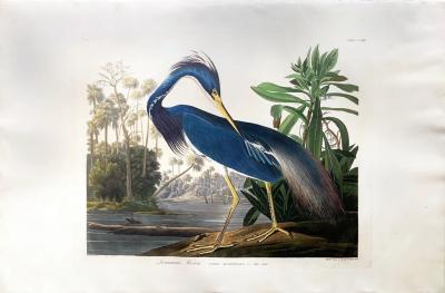 John James Audubon JOHN JAMES AUDUBON 1785 1851 PLATE CCXVII LOUISIANA HERON