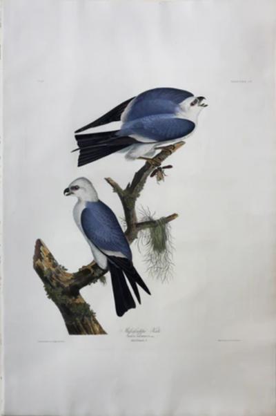 John James Audubon JOHN JAMES AUDUBON 1785 1851 PLATE CXVII MISSISSIPPI KITE