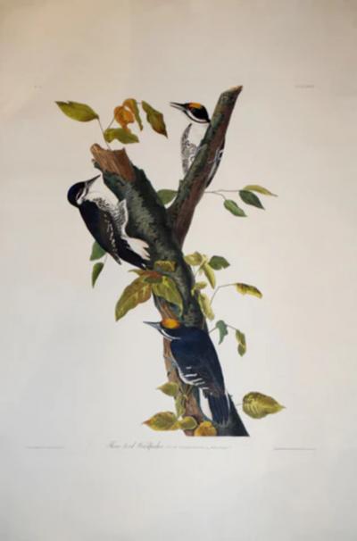 John James Audubon JOHN JAMES AUDUBON 1785 1851 PLATE CXXXII THREE TOED WOODPECKER
