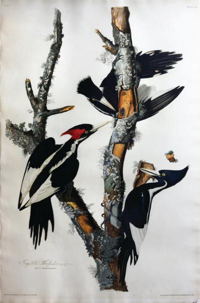 John James Audubon JOHN JAMES AUDUBON 1785 1851 PLATE LXVI IVORY BILLED WOODPECKER