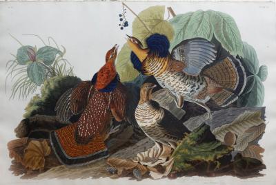 John James Audubon JOHN JAMES AUDUBON 1785 1851 PLATE XLI RUFFED GROUSE