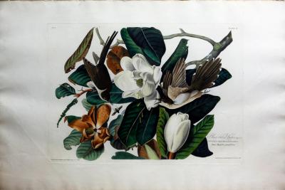 John James Audubon JOHN JAMES AUDUBON 1785 1851 PLATE XXXII BLACK BILLED CUCKOO