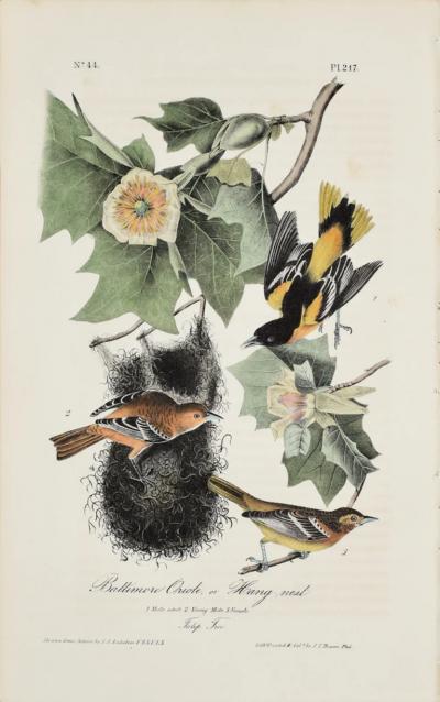 John James Audubon JOHN JAMES AUDUBON AMERICAN 1785 1851 PL 217 BALTIMORE ORIOLE OR HANG NEST