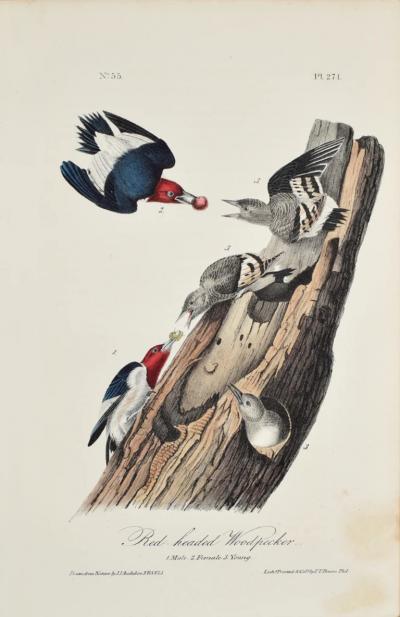 John James Audubon JOHN JAMES AUDUBON AMERICAN 1785 1851 PL 271 RED HEADED WOODPECKER
