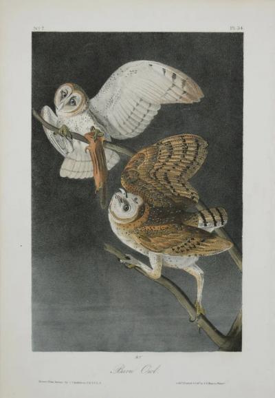 John James Audubon JOHN JAMES AUDUBON AMERICAN 1785 1851 PL 34 BARN OWL