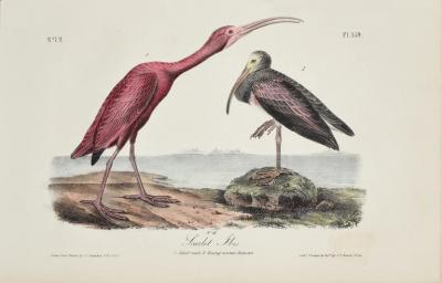 John James Audubon JOHN JAMES AUDUBON AMERICAN 1785 1851 PL 359 SCARLET IBIS