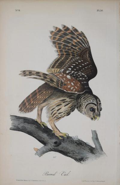 John James Audubon JOHN JAMES AUDUBON AMERICAN 1785 1851 PL 36 BARRED OWL