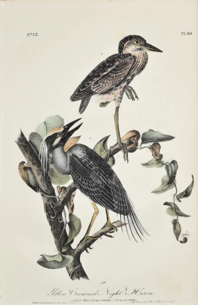 John James Audubon JOHN JAMES AUDUBON AMERICAN 1785 1851 PL 364 YELLOW CROWNED NIGHT HERON