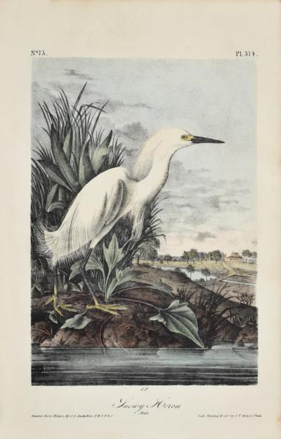 John James Audubon JOHN JAMES AUDUBON AMERICAN 1785 1851 PL 374 SNOWY HERON