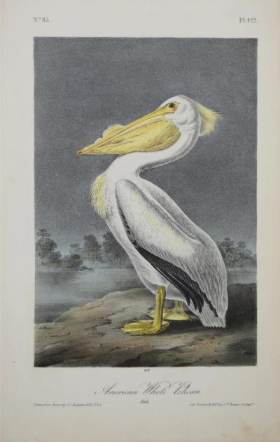 John James Audubon JOHN JAMES AUDUBON AMERICAN 1785 1851 PL 422 AMERICAN WHITE PELLICAN