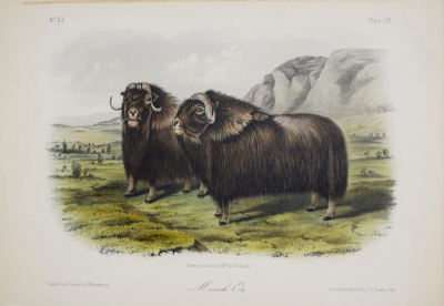 John James Audubon JOHN WOODHOUSE AUDUBON 1812 1862 MUSK OX PL CXI