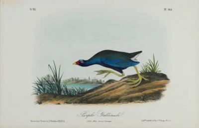 John James Audubon Purple Gallinule An Original 19th C Audubon Hand colored Bird Lithograph