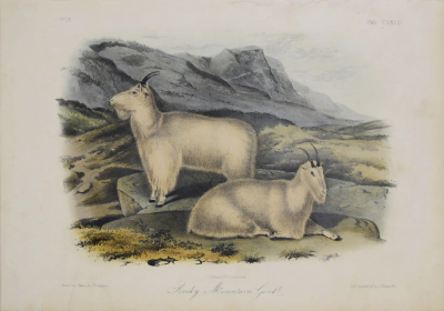 John James Audubon ROCKY MOUNTAIN GOATS PL CXXVIII