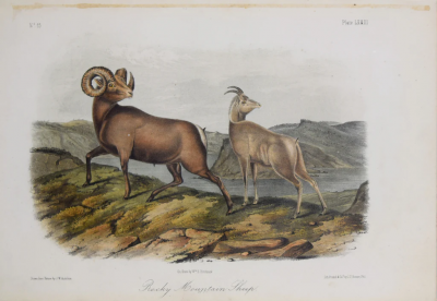 John James Audubon ROCKY MOUNTAIN SHEEP PL LXXIII