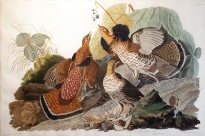 John James Audubon Ruffed Grouse PL XLI