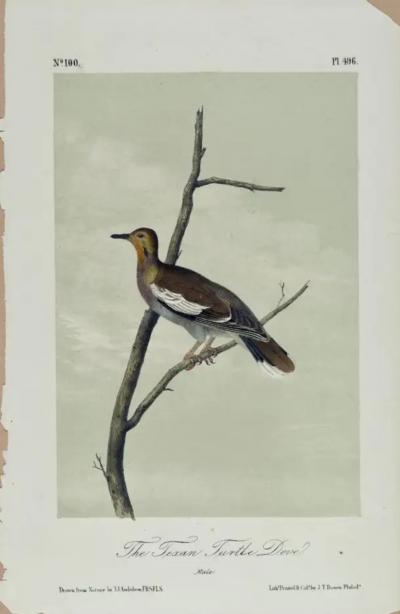 John James Audubon The Texan Turtle Dove An Original Audubon Hand colored Bird Lithograph