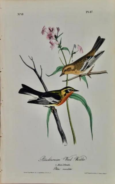 John James Audubon Wood Warbler 19th C 1st Octavo Edition Audubon Hand colored Bird Lithograph