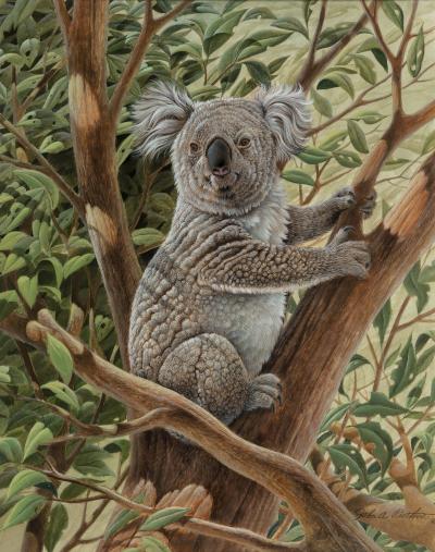 John Ruthven Koala Bear Austrailia