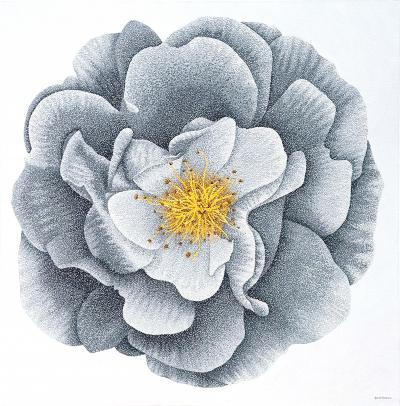 Jonah Waterous Camellia