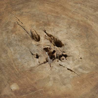 Jos Zanine Caldas Carved Pequi Wood Coffee Table