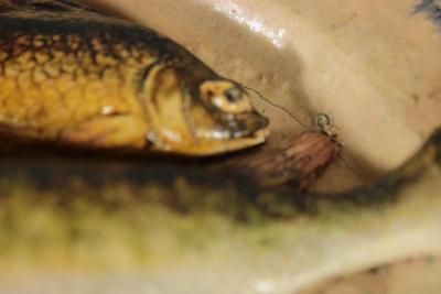 Joseph Landais Palissy Majolica Palissy Fish Platter