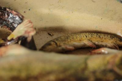 Joseph Landais Palissy Majolica Palissy Fish Platter