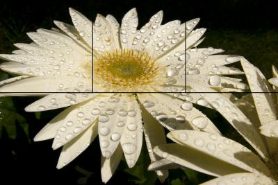 Juan Bernal White Gerbera